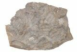 Ordovician Trilobite Mortality Plate (Pos/Neg) - Morocco #218661-2
